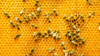 اكتشف فوائد سم النحل