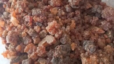 اورام الطحال ويذهب ويحلل جميع الاورام بانواعها ببركة الله.